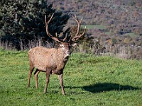 DSC 0549 : animali, cervi, parconazionaledabruzzo