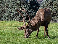 DSC 0559 : animali, cervi, parconazionaledabruzzo