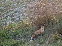 DSC 0758 : animali, parconazionaledabruzzo, volpe