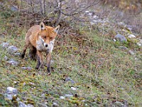 DSC 0782 : animali, parconazionaledabruzzo, volpe