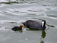 DSC 4140 : animali, lagodipiediluco, uccelli