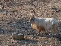 DSC 7093 : agrigento, animali, capre, monumenti, sicilia, valledeitempli