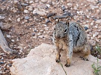 DSC 8425 : america, animali, grandcanyon, natura, scoiattoli