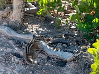 DSC 8876 : america, animali, brycecanyon, scoiattoli