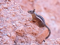 DSC 8930 : america, animali, brycecanyon, scoiattoli