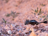 DSC 8932 : america, animali, brycecanyon, scoiattoli