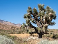 DSC 9171 : america, deserto, joshuatree, mojave, natura