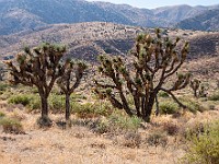 DSC 9183 : america, deserto, joshuatree, mojave, natura