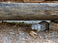 DSC 9240 : america, animali, scoiattoli, yosemite