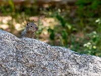 DSC 9263 : america, animali, scoiattoli, yosemite