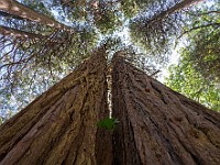 DSC 9282 : america, natura, sequoie, yosemite