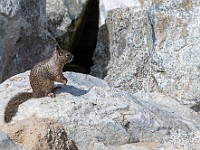 DSC 9366 : 17miledrive, america, animali, scoiattoli