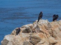 DSC 9375 : 17miledrive, america, animali, avvoltoi, uccelli