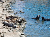 DSC 9398 : america, animali, monterey, otarie