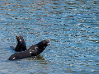 DSC 9404 : america, animali, monterey, otarie