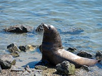 DSC 9413 : america, animali, monterey, otarie