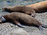 DSC 9420 : america, animali, monterey, otarie